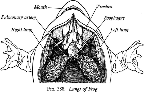 What are the respiratory organs of a crayfish   answers.com